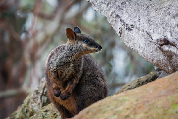 istock Brush Tailed Rock Wallaby 1212466684