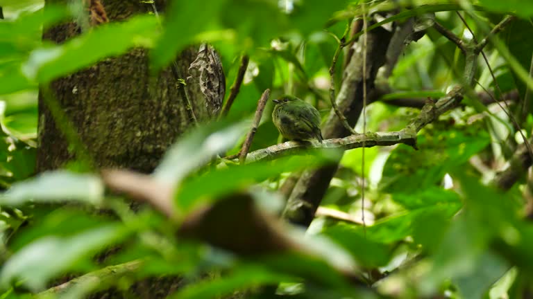 Female Blue-Crowned Manakin perched in dense green jungle