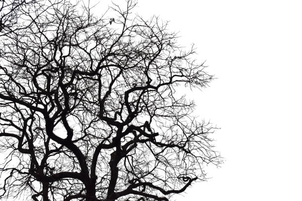 istock Silhouette of a leafless tree isolated on white background. 1212472239
