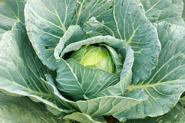 istock Green cabbage in the garden 1212472298