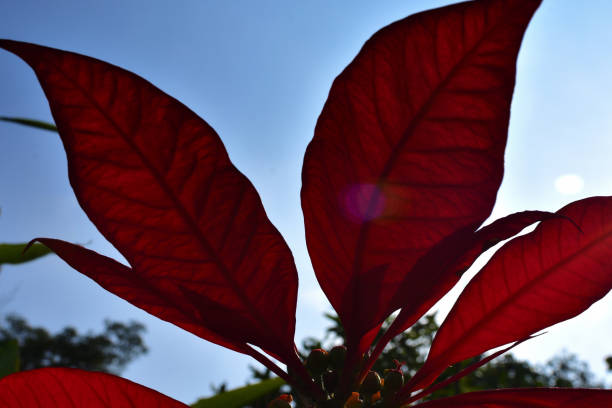istock Red unknown autumn leaves on a brunch against the light, background 1212476377