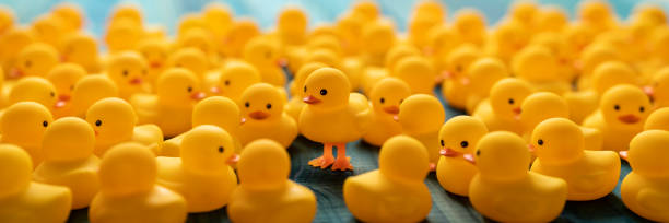 One different yellow rubber duck standing on legs out from the crowd stands above a crowd of other normal yellow rubber ducks, set on a turquoise wooden table background.