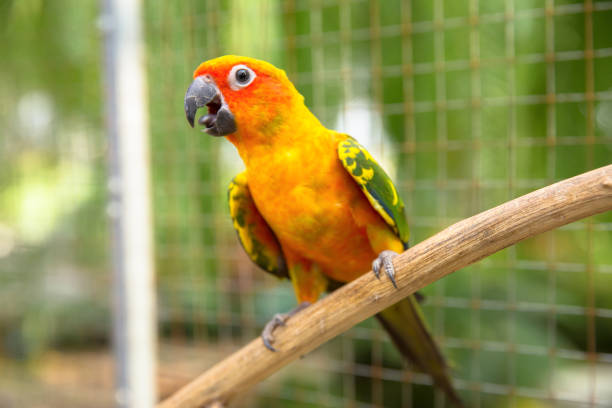 istock Thailand, Birdcage, Cage, Bird, Feather 1212476766