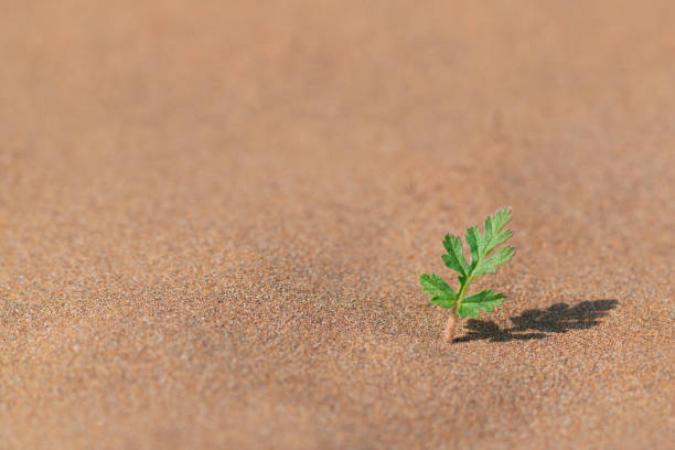 un brote verde solitario sobrevivió en un desierto caliente - sandy brown fotos fotografías e imágenes de stock