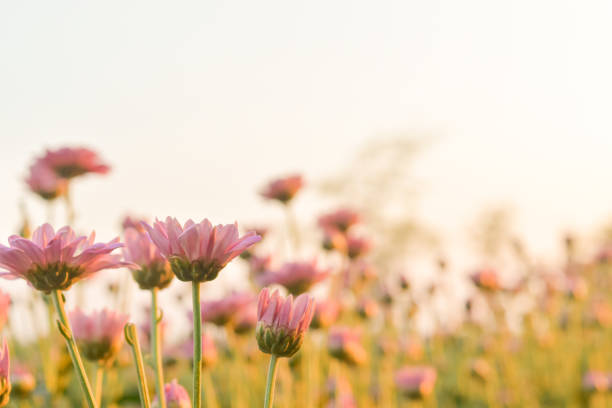 Pink Chrysanthemum flower in field with flare from sunshine and sweet warm bokeh background. stock photo