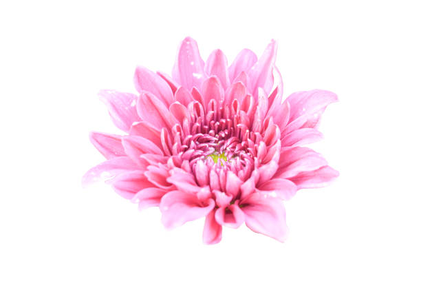 istock pink chrysanthemum flower isolated on white background with clipping path. 1212478322