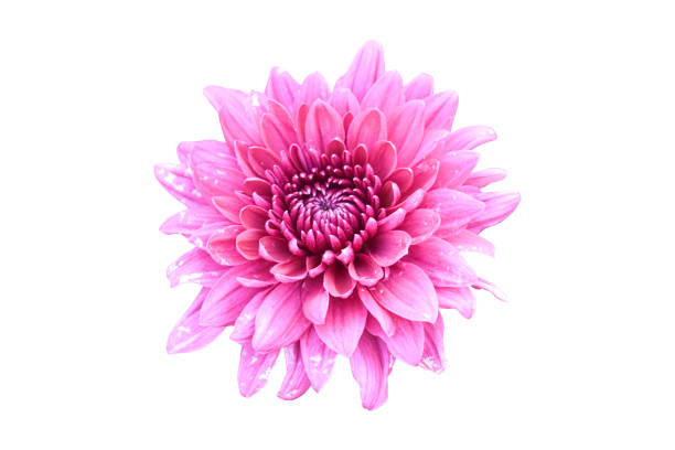 istock pink chrysanthemum flower isolated on white background with clipping path. 1212478341