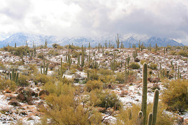 istock Snow in the Sonoran Desert 121247843