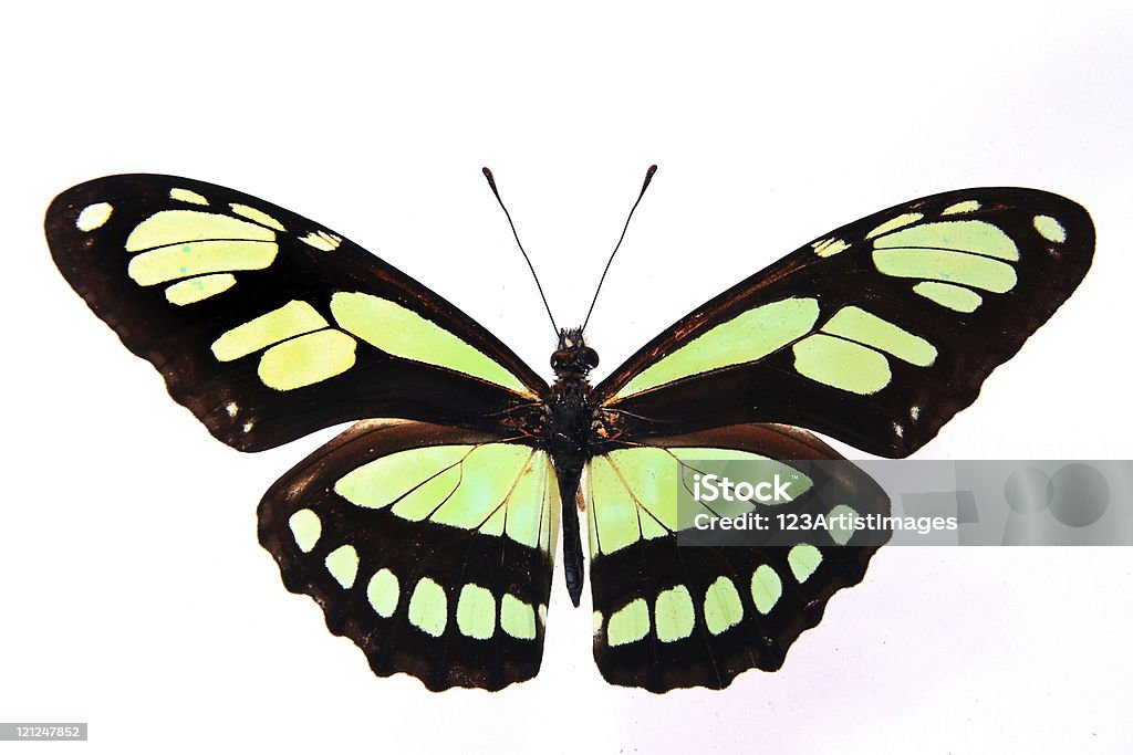 Philaethria dido: colori luminosi della farfalla - Foto stock royalty-free di Ala di animale