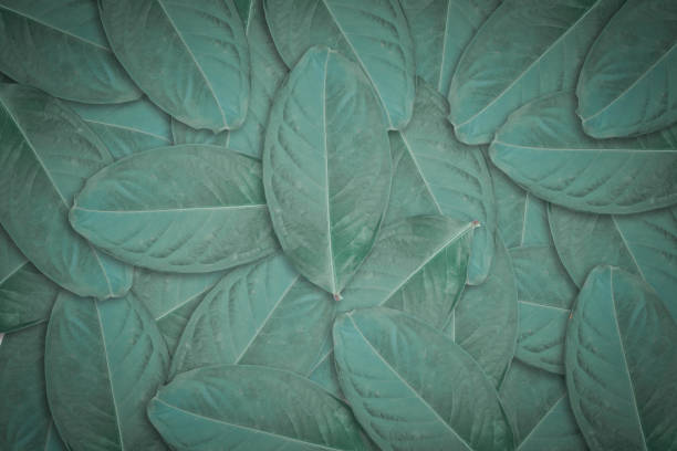 istock Dark green leaves texture background. Natural leaf plant for backdrop or wallpaper. 1212479735