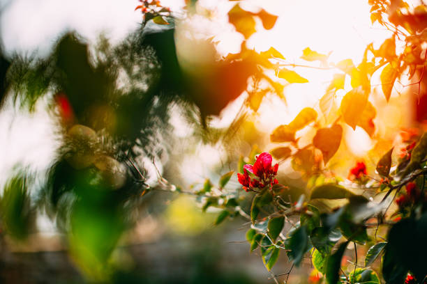 Bougainvillea Flower at Sunset