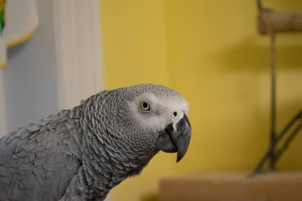 istock An African Gray Parrot Looking at the Camera 1212480046