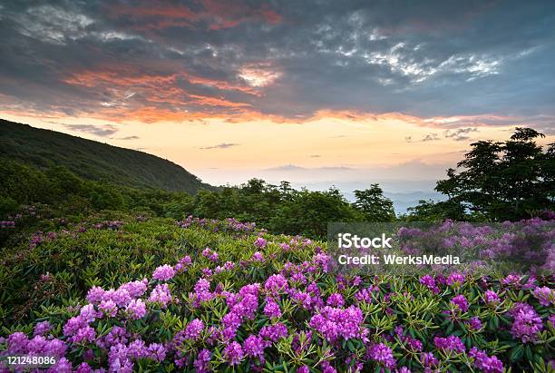 Blue Ridge Parkway Berge Sonnenuntergang Über Frühling Blumen Blütenrhododendron Stockfoto und mehr Bilder von North Carolina - US-Bundesstaat