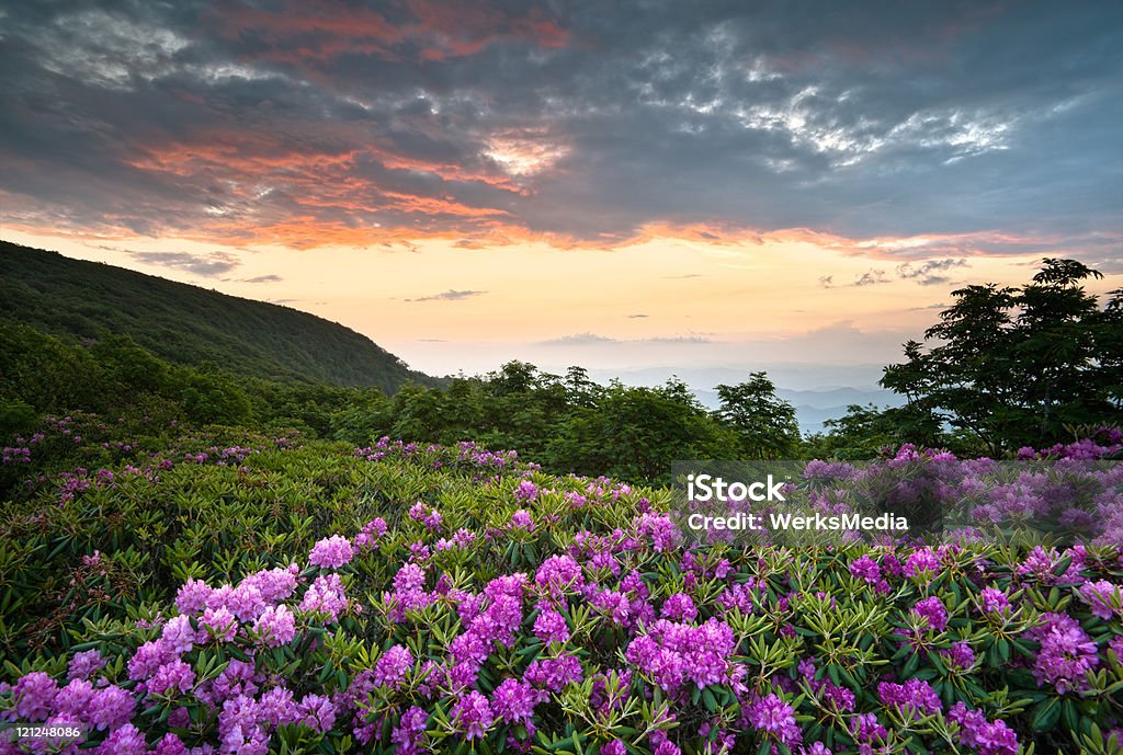 Blue Ridge Mountains puesta de sol en la primavera flores flores rododendro - Foto de stock de Carolina del Norte - Estado de los EE. UU. libre de derechos