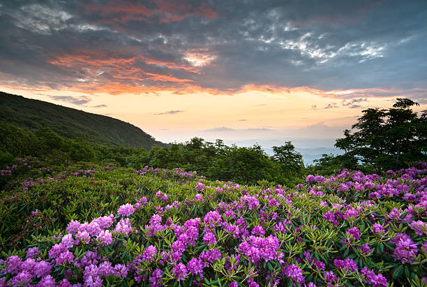 Blue Ridge Parkway Mountains Sunset over Spring Rhododendron Flowers Blooms Blue Ridge Parkway Mountains Sunset over Spring Rhododendron Flowers Blooms scenic Appalachians near Asheville, NC rhododendron stock pictures, royalty-free photos & images