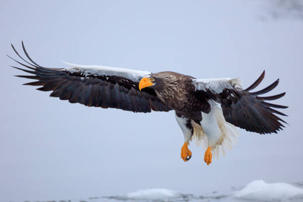 istock Steller's sea eagle flying over ice floe 1212482428
