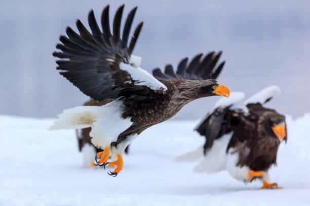istock Steller's sea eagle flying over ice floe 1212482430