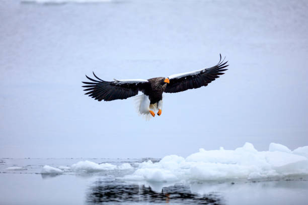 istock Steller's sea eagle flying over ice floe 1212482432