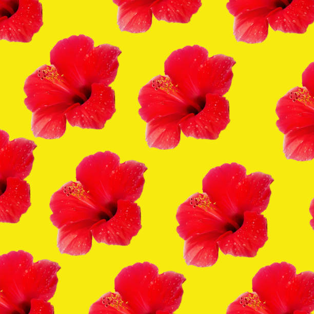 Large flower of red hibiscus Hibiscus rose sinensis pattern background on the yellow background Large flower of red hibiscus Hibiscus rose sinensis pattern background on the yellow background. rosa chinensis stock pictures, royalty-free photos & images