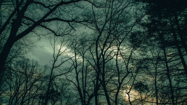 istock A Stormy Sky With Silhouette Trees and Clouds 1212483641