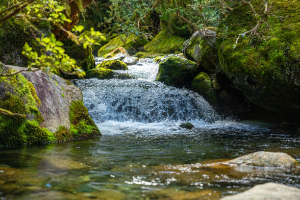 a fast flowing glacial river in the new zealand milford sound region - te anau imagens e fotografias de stock