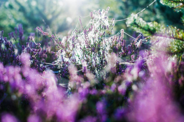 istock Young coniferous forest at sunrise. Spruce branches, blooming heather flowers, spider silk and dew drops close-up. Pure morning sunlight. Latvia 1212484486