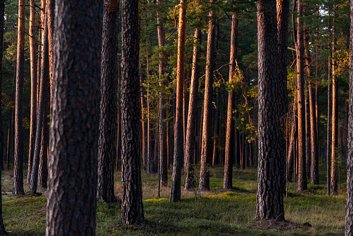 Evergreen forest at sunset. Sun rays through the pine tree trunks. Latvia