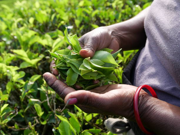 istock The hands of a tea picker holding freshly picked tea leaves 1212484706