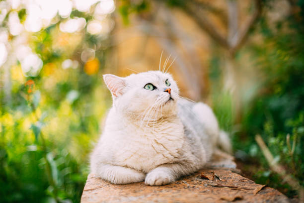 British Shorthair Cat in the Garden
