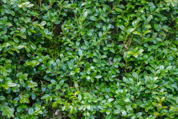 Photo of Boxwood or Buxus sempervirens bush in the garden, decorative plant, close-up texture of green leaves, evergreen shrub, natural pattern