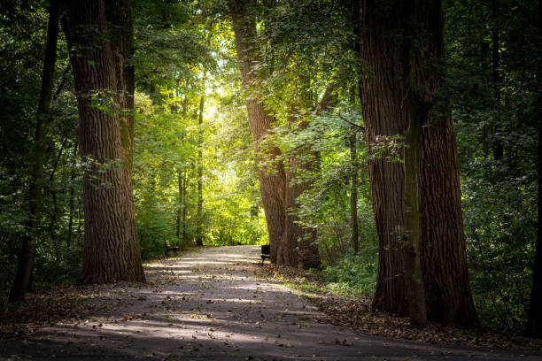 istock Natural landscape with path in the forest. Sunny day. Big old trees. 1212487883
