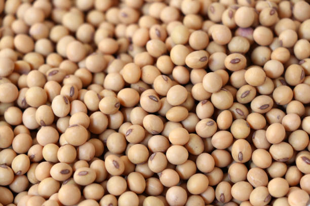 istock Soybean background. Soybean organic background. 1212487906