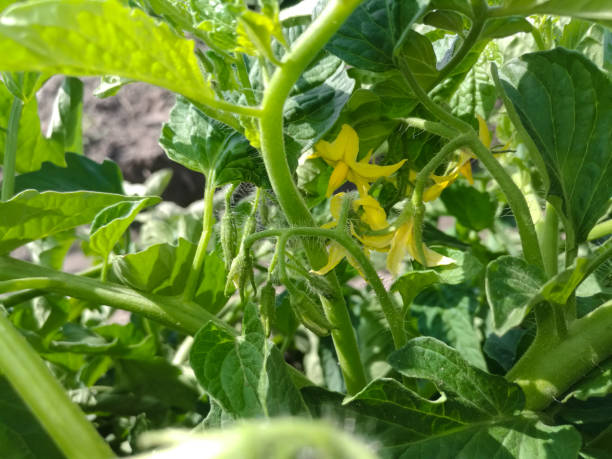 istock Fresh tomato plants full with flowers are ready to give tomatoes in fields 1212488982