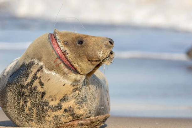 bienestar animal. sello lesionado. plástico de la línea de pesca contaminación marina. - wild abandon fotografías e imágenes de stock