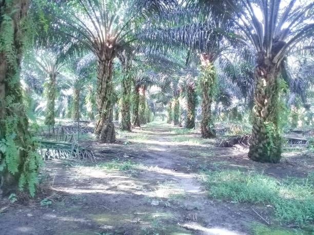 istock Oil palm plantation 1212490446