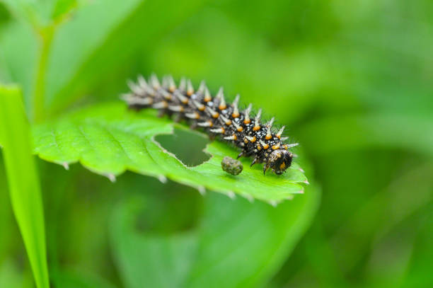 istock The big caterpillar on a leaf 1212490722