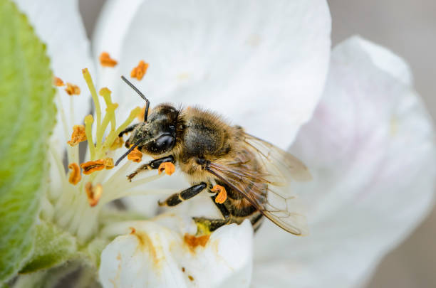 Bee collects nectar on the flowers of an apple tree in spring A bee collects nectar on the flowers of an apple tree in spring hairy insect stock pictures, royalty-free photos & images