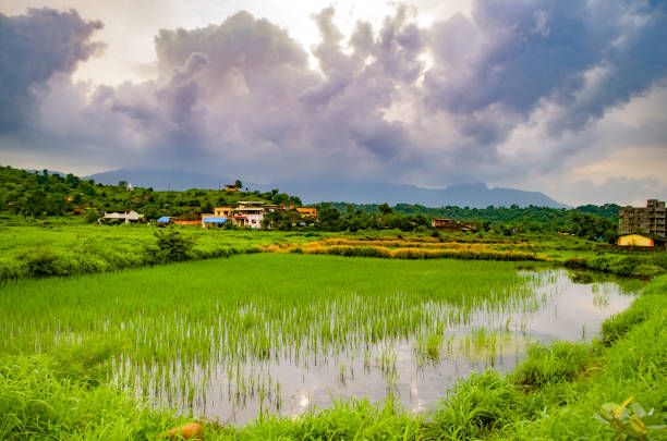Countryside of Maharashtra in Peak Monsoon Season... Paddy Fields of Karjat, Dist. Raigad, Maharashtra, India during Rainy Season.. monsoon stock pictures, royalty-free photos & images