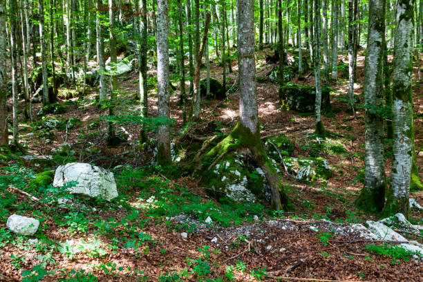 Trees in the Slovenian forest in the summer season