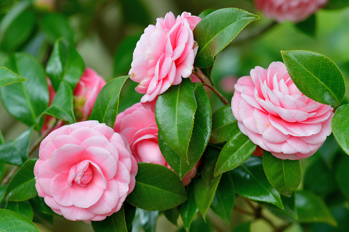 Camellia japonica, commonly called Japanese camellia, is an evergreen shrub that typically grows to 2-4m tall with glossy, dark green leaves. It is native to Japan and China. Species plants have single flowers, but there are also cultivars with semi-double or double flowers. Each single flower has 5-8 petals. Flower colors are most commonly white, pink or red with yellow anthers.