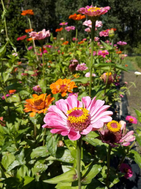 istock Pink flower in a colorful flowerbed 1212497406