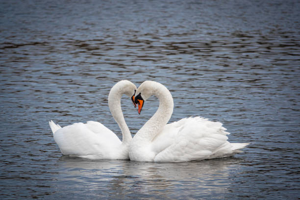 istock 2white swans in love courting on a lake 1212497580