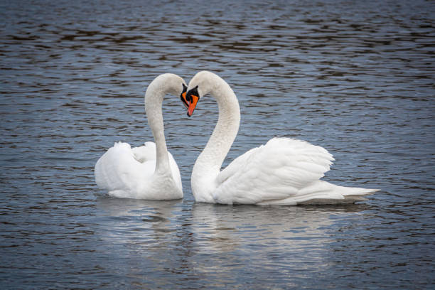 istock 2white swans in love courting on a lake 1212497583