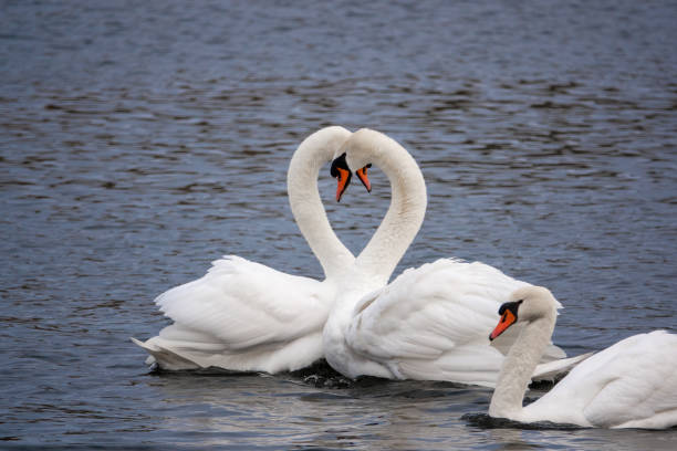 istock 2white swans in love courting on a lake 1212497594