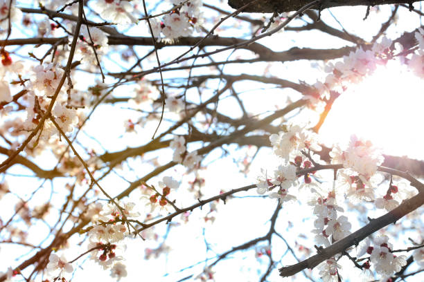 istock Apricot flowers on sunshine background 1212499980