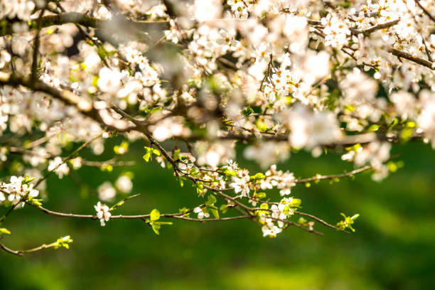 istock wild mirabelle blossom in springtime 1212500399