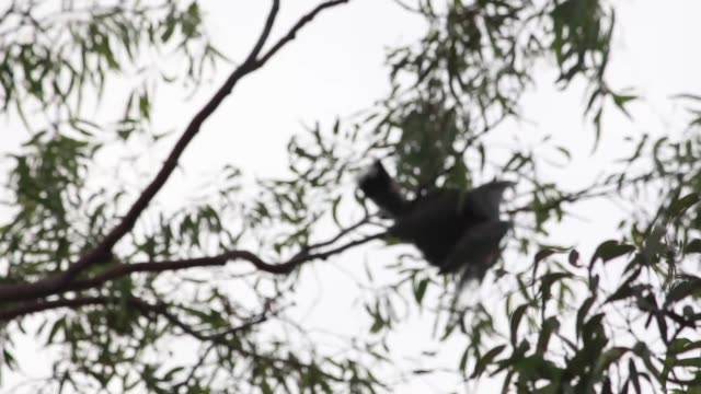 young Channel-billed Cuckoos on the branch and playing Crow feeds him and near by cuckoo
