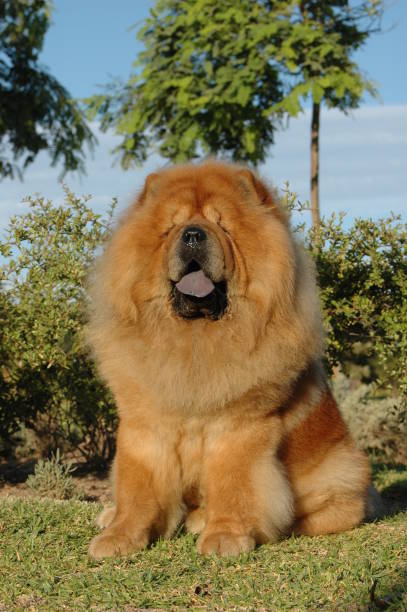 istock Chow Chow red oriental purebred dog seated 1212503152