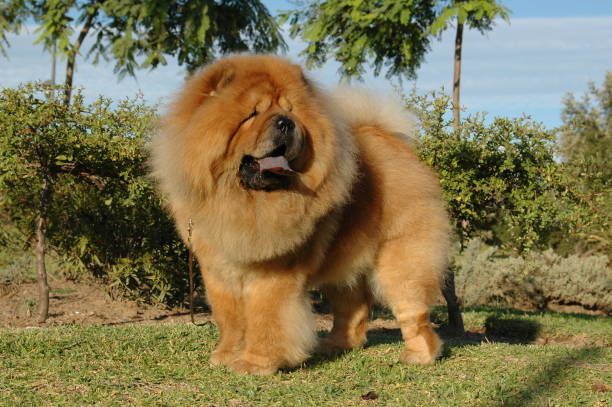 istock Chow Chow red oriental purebred dog 1212503153
