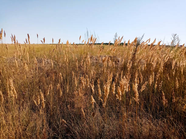 a field of spikelets of grass and sky. summer. - golden algae imagens e fotografias de stock